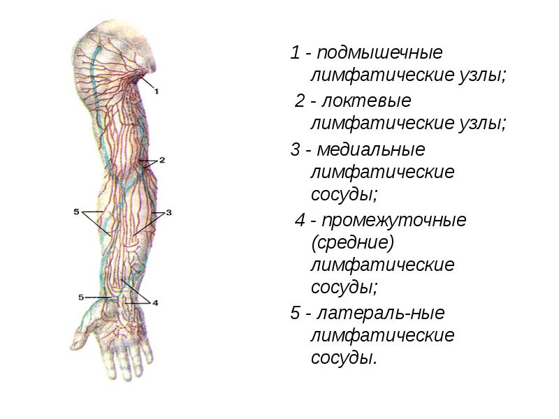 Лимфоузлы на теле человека: предназначение, функции и …