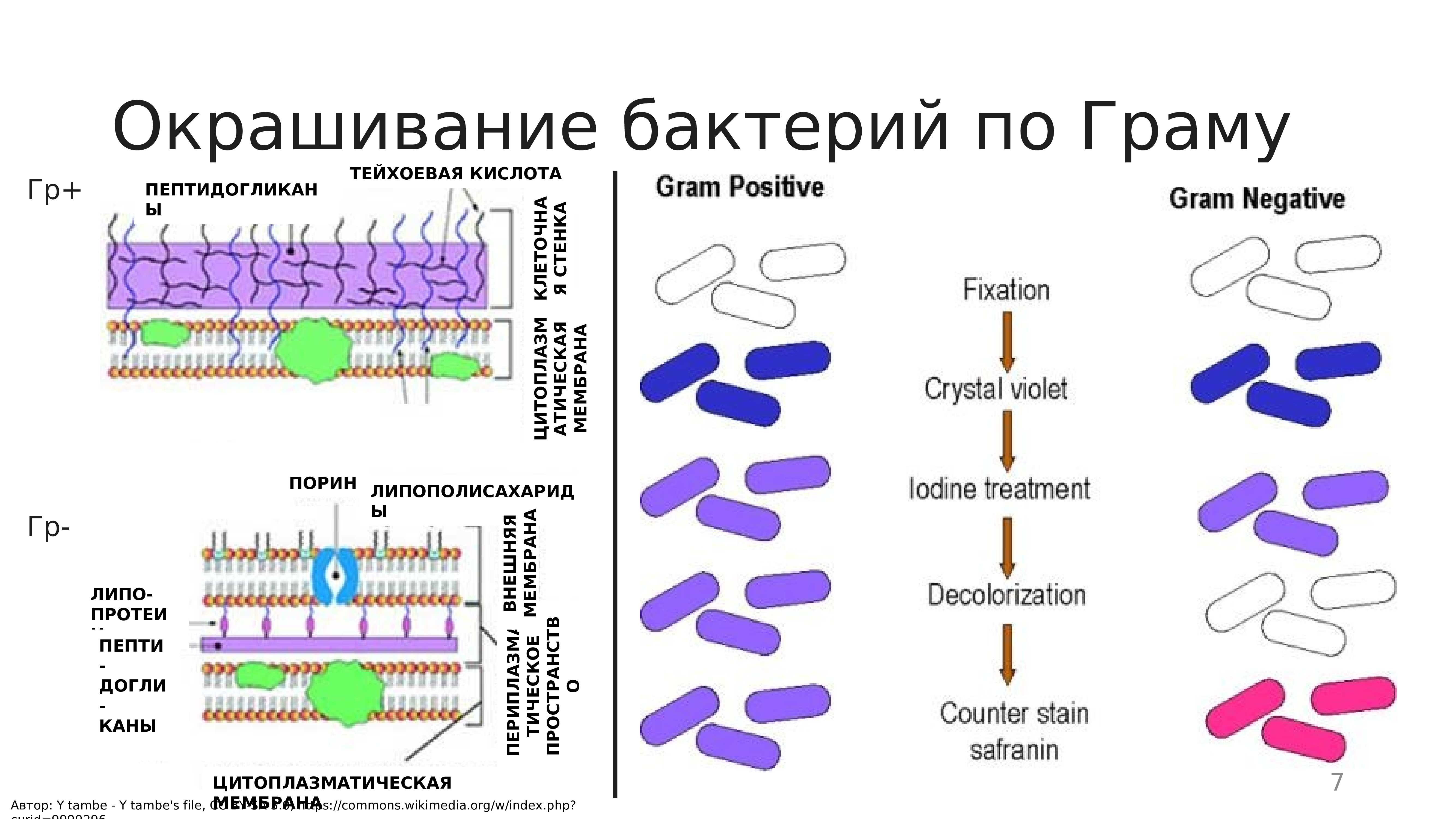 Грамм плюс палочки