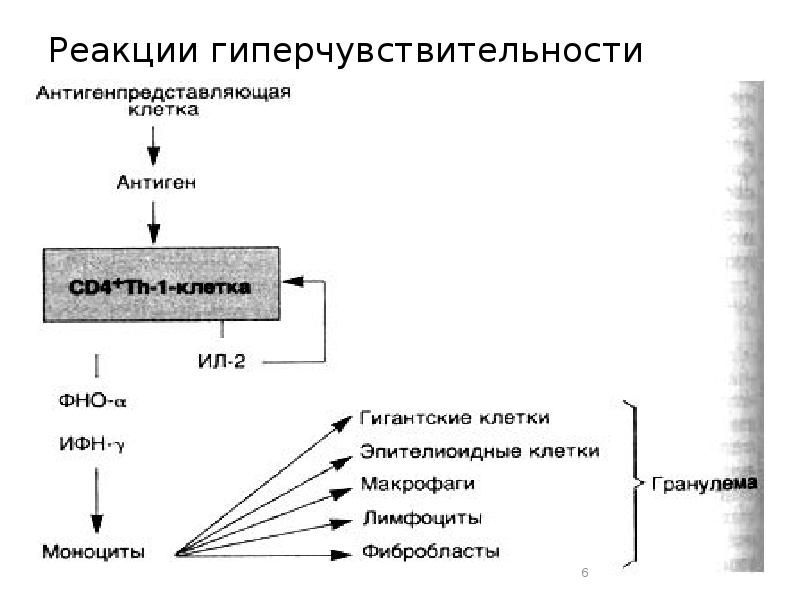 Реакции гиперчувствительности