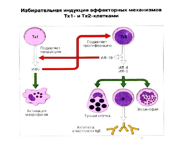 Иммунопатология патофизиология презентация