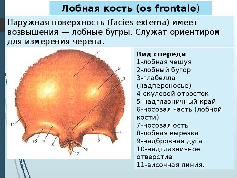 Лобная кость фото. Лобная кость os frontale. Лобная кость вид спереди вид снизу. Структура лобной кости. Лобная кость вид спереди вид сзади.