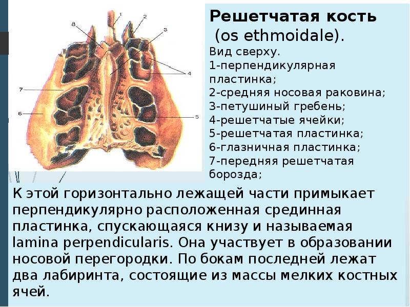 Решетчатые латынь