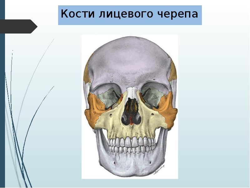 Полости лицевого черепа. Лицевой отдел черепа кости сошник. Скелет головы человека сошник. Анатомия костей лицевого отдела черепа. Сошник кость черепа анатомия.