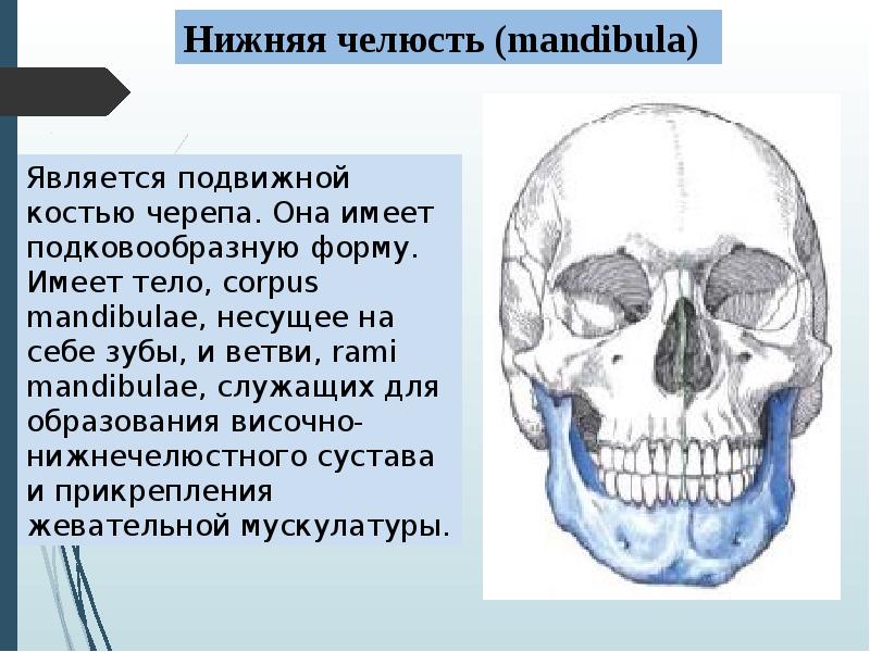 Нижняя челюсть с черепом подвижные. Единственная подвижная кость черепа. Единственной подвижной костью черепа является. Подвижная кость черепа человека. Костями черепа являются.