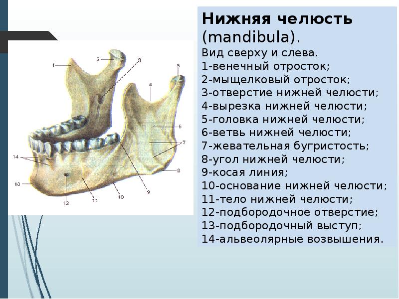 Нижний край нижней челюсти. Нижняя челюсть вид сбоку анатомия. Нижняя челюсть анатомия атлас Синельникова. Мыщелковый отросток нижней челюсти анатомия. Нижняя челюсть анатомия Синельников.