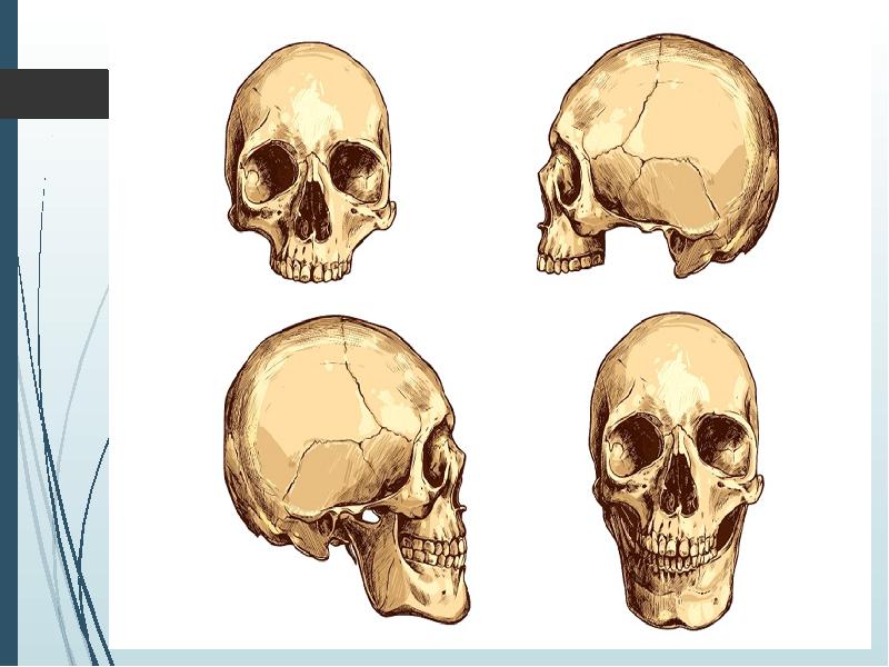 Формы черепа человека