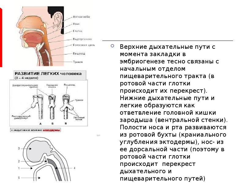 Эмбриогенез дыхательной системы презентация