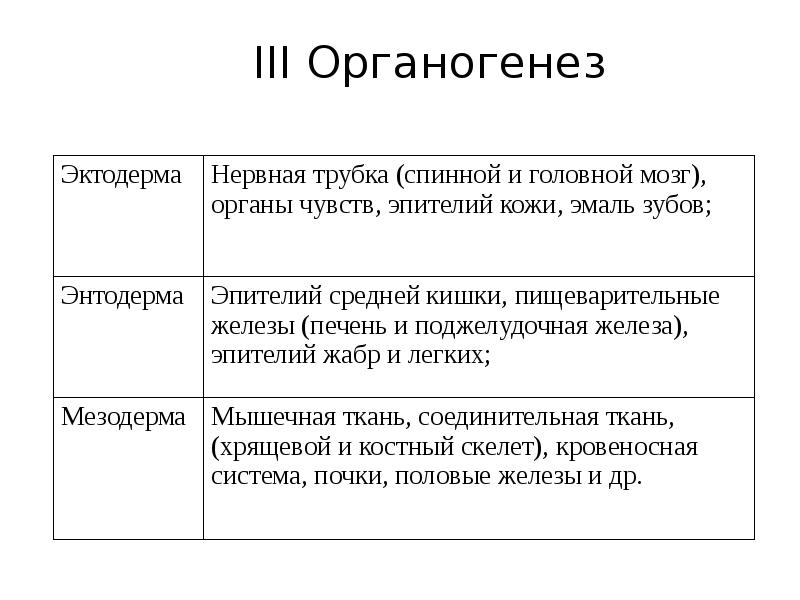 Органогенез