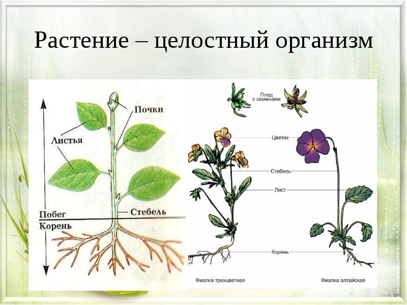 Диаграмма стебель листья как строить