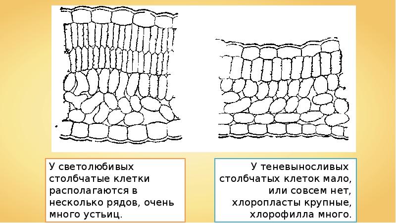 Функция столбчатой ткани листа