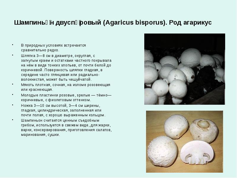 Проект по биологии 5 класс грибы шампиньоны