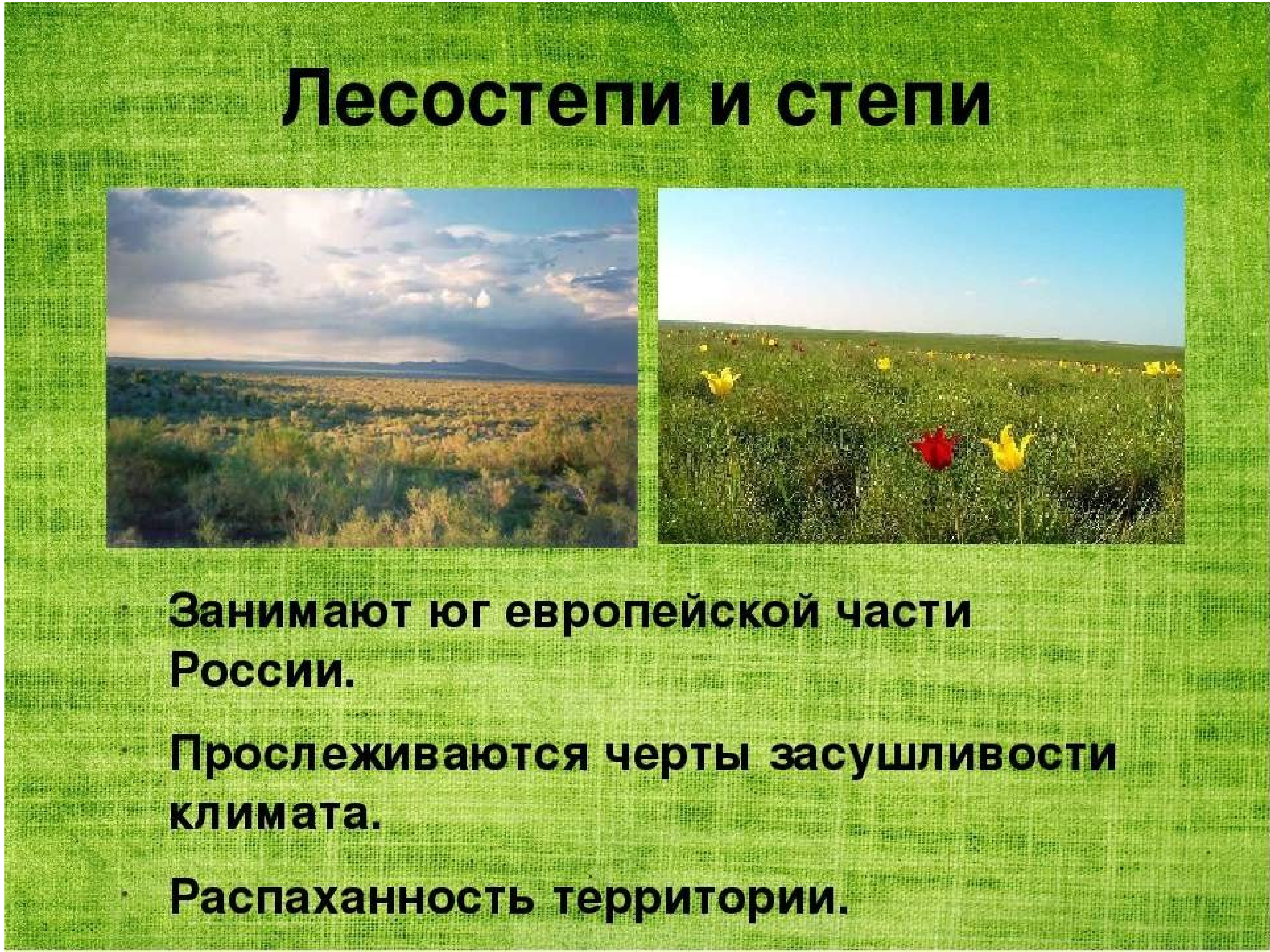 Какие территории россии занимает зона степи. Климат лесостепной и Степной зоны. Зона лесостепи. Степи и лесостепи России. Зоны лесостепей и степей.