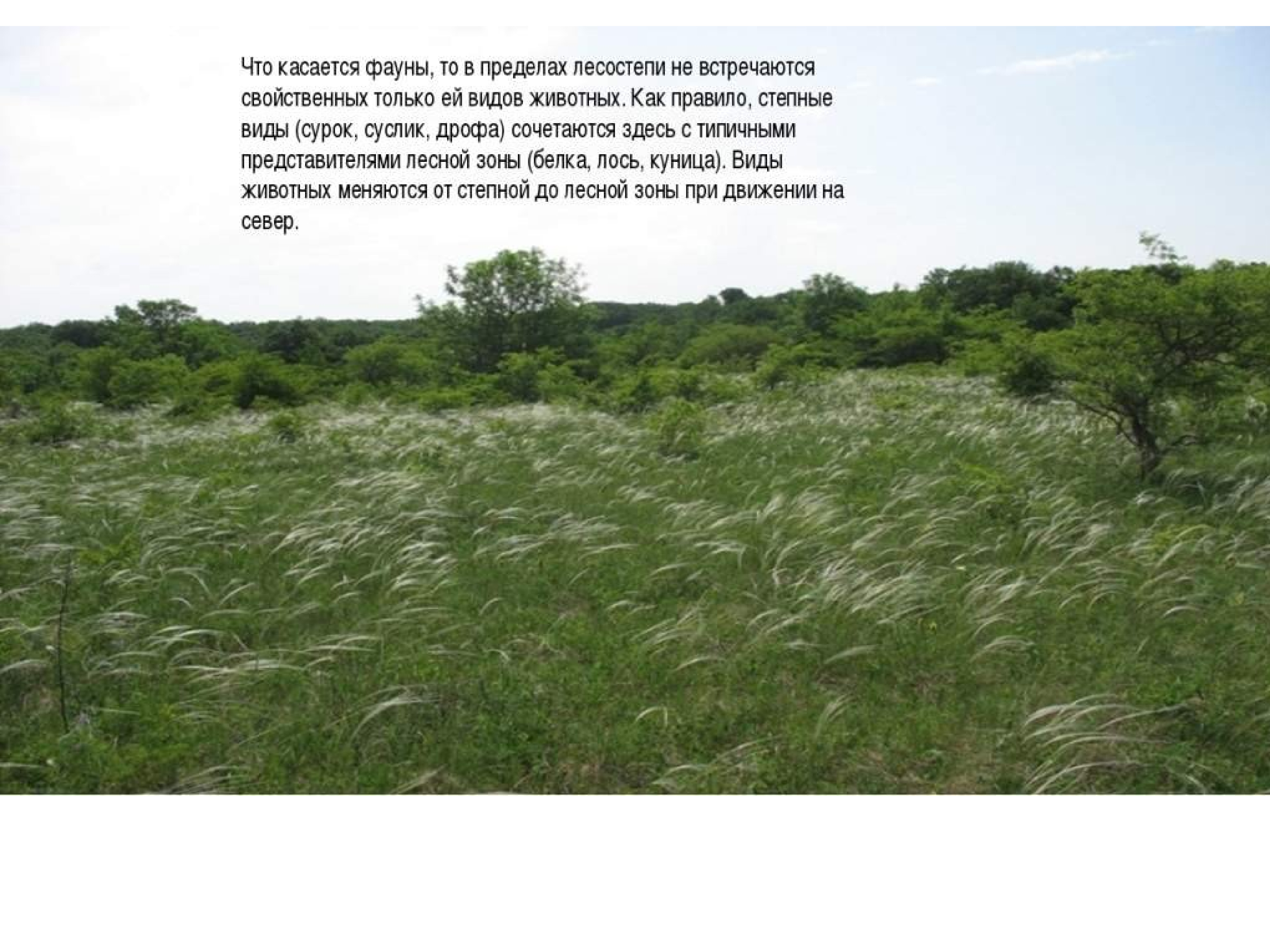 Лесостепи и степи отличаются богатством биологических ресурсов. Растительный мир лесостепи и степи в России.