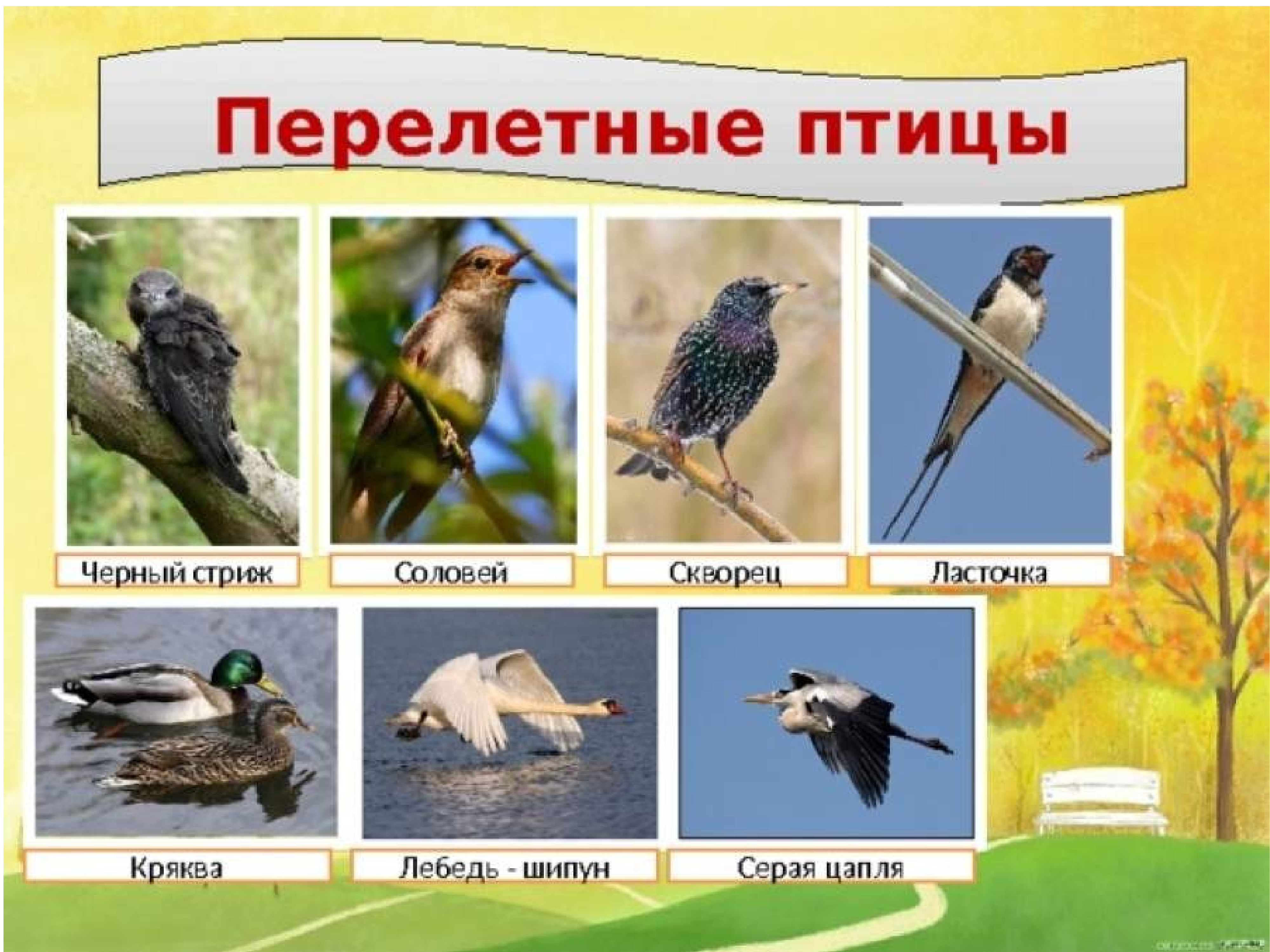 Фото перелетных птиц для детей. Перелетные птицы. Перелетные птицы для детей. Перелетныептиц для детей. Перелётные птицы названия для детей.