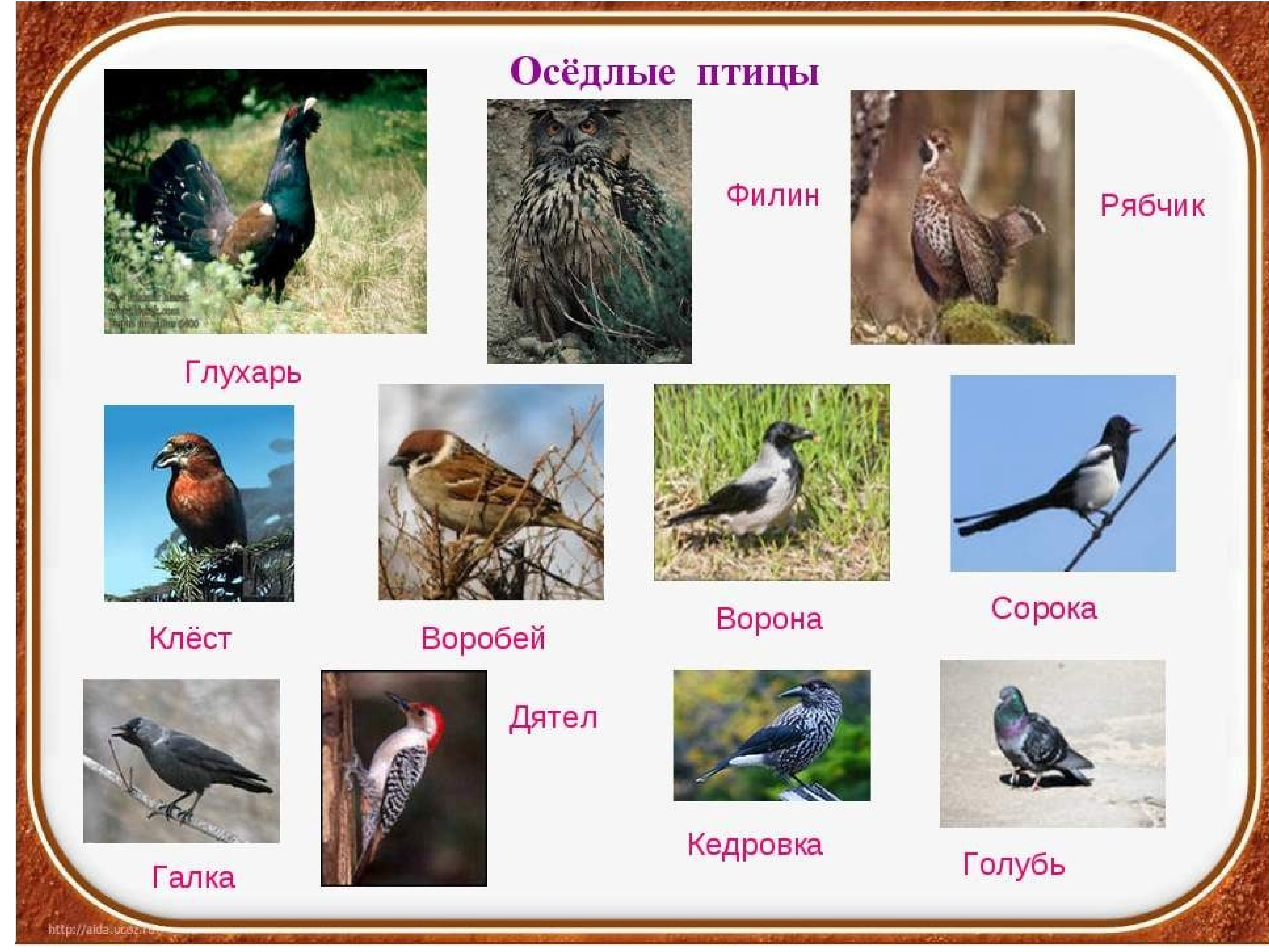 Осёдлые птицы список в России