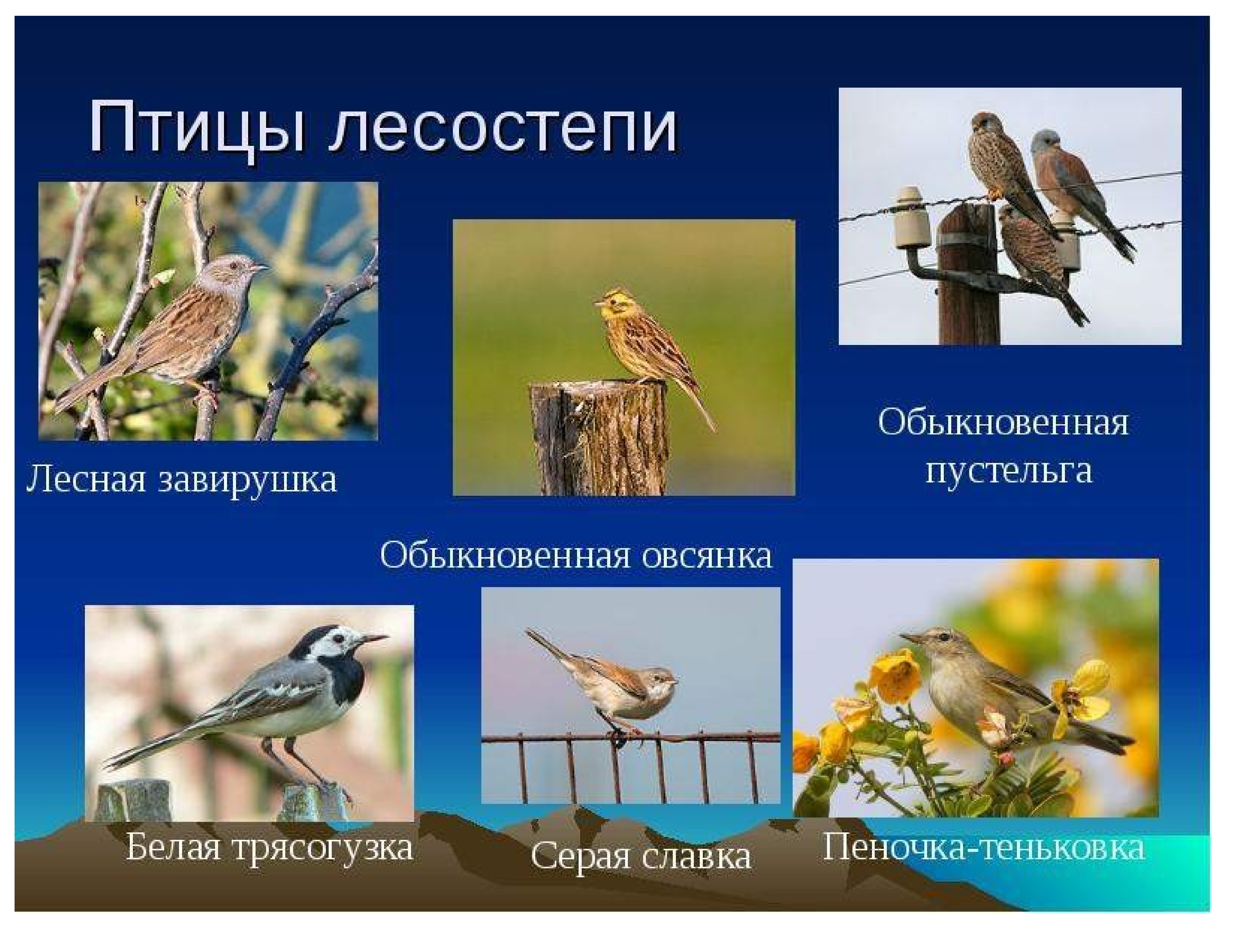 Птицы лесостепи России