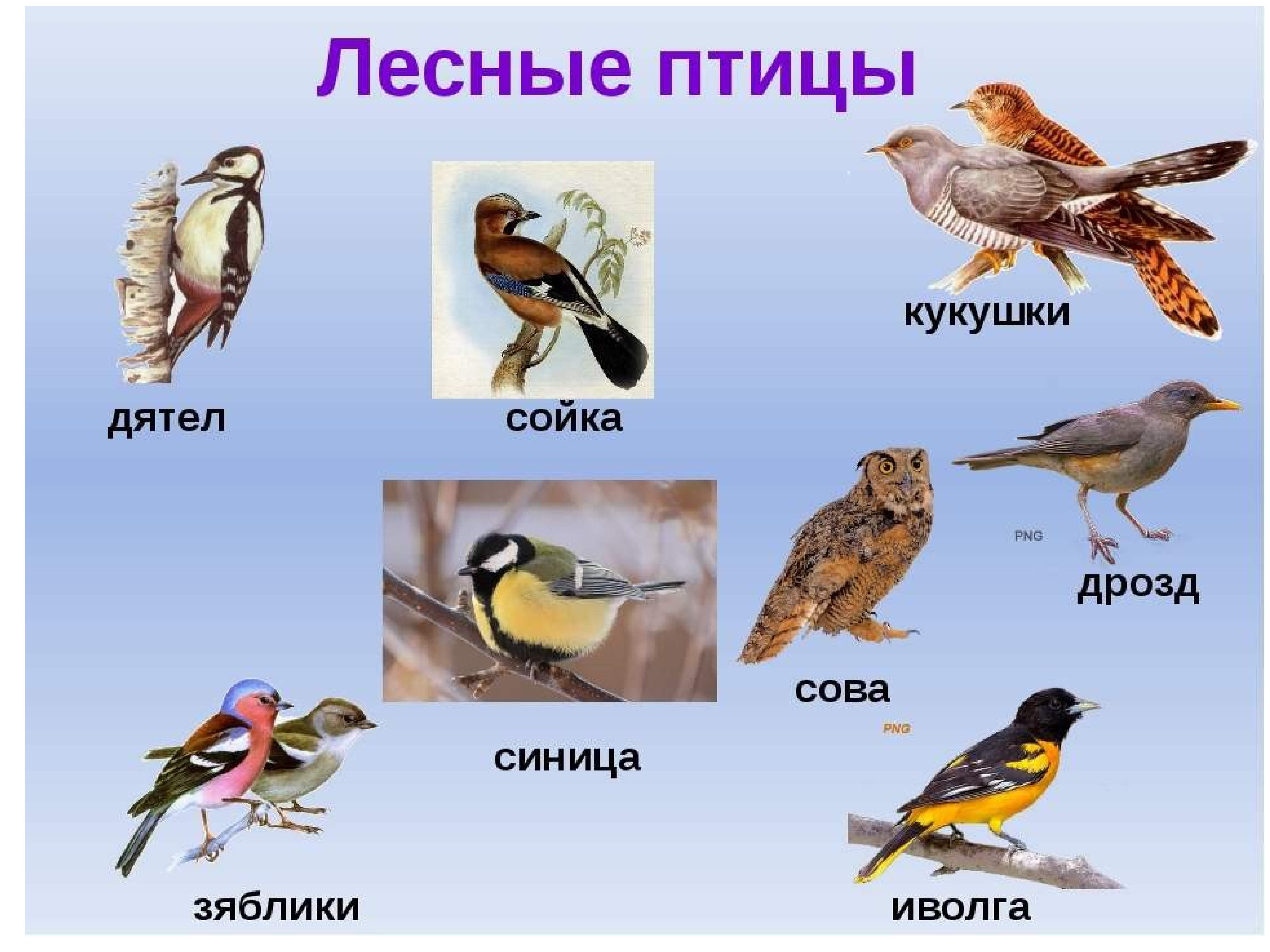 лесные птицы вологодской области фото