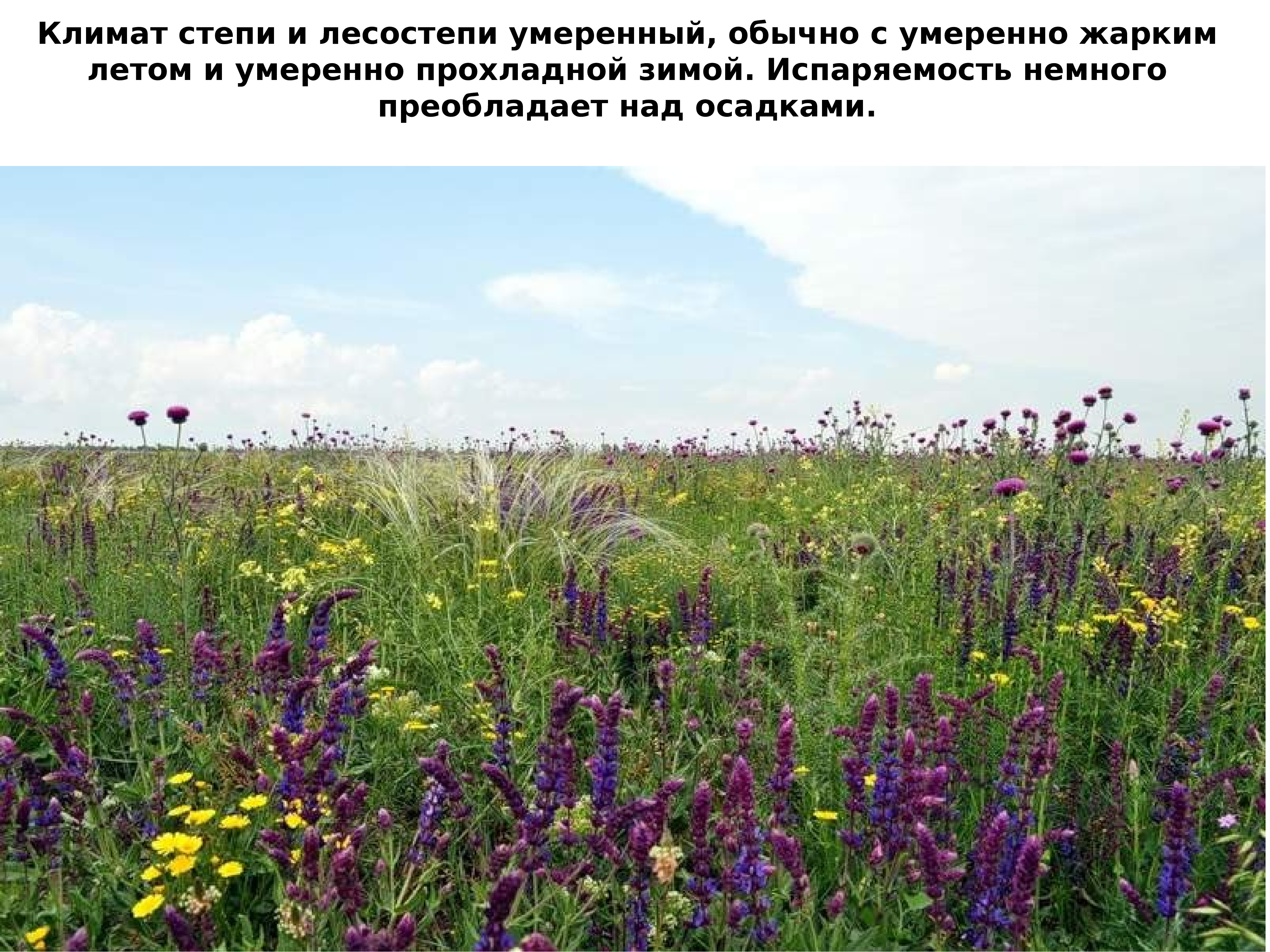 Растения степи и лесостепи в России
