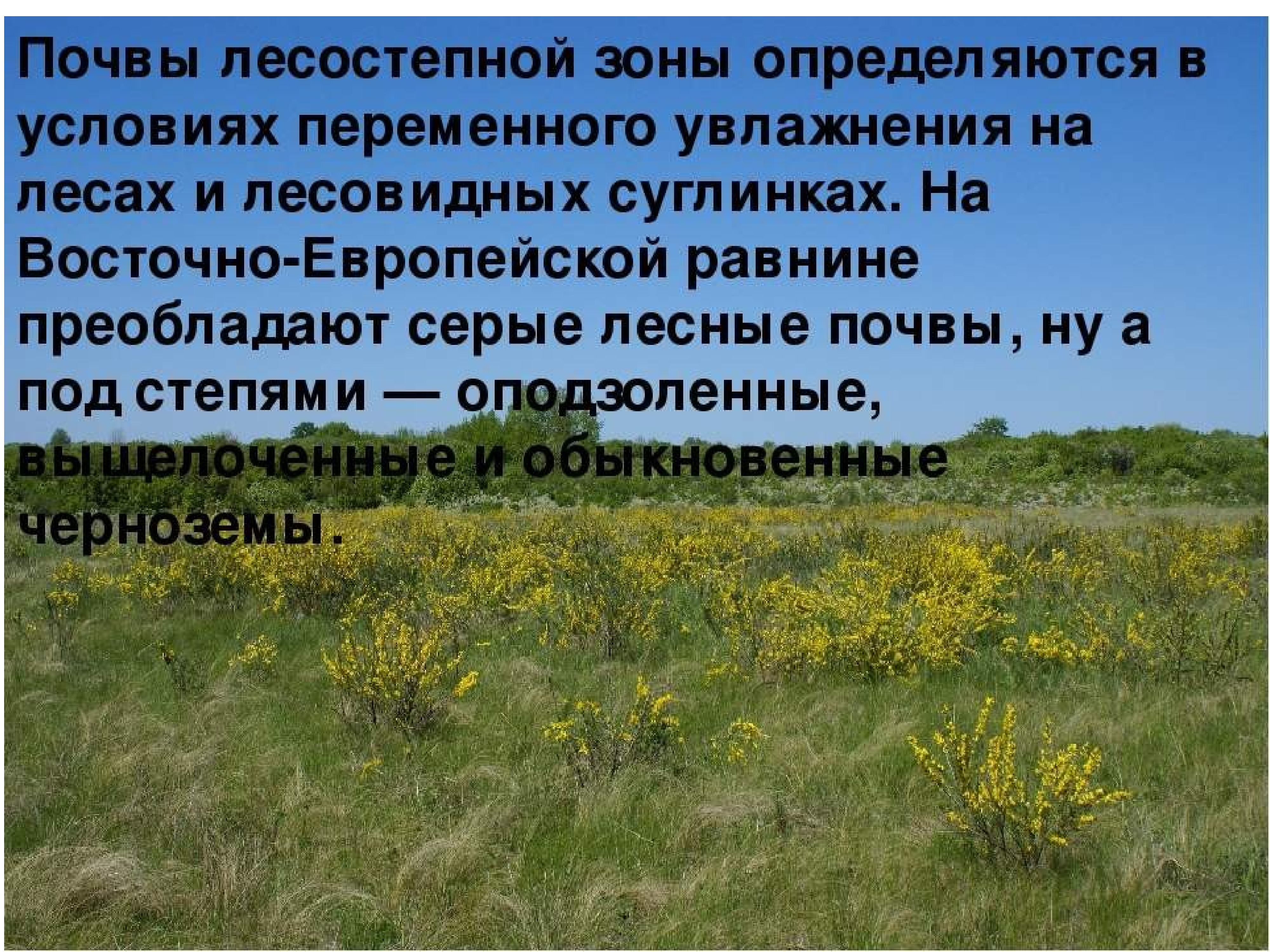 Степь почвы растения животные. Почвы лесостепи. Почвы лесостепи в России. Лесостепная зона. Лесостепи и степи почва.