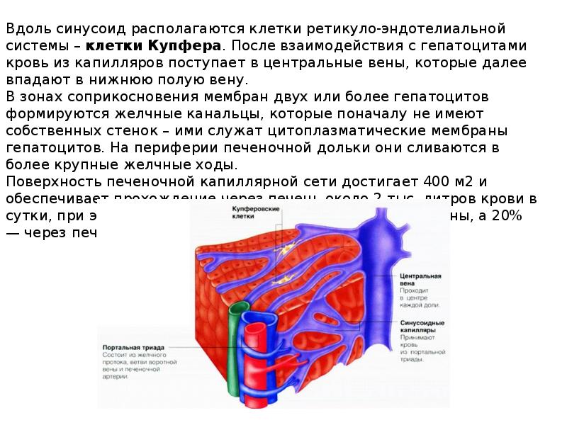 Биохимия печени презентация