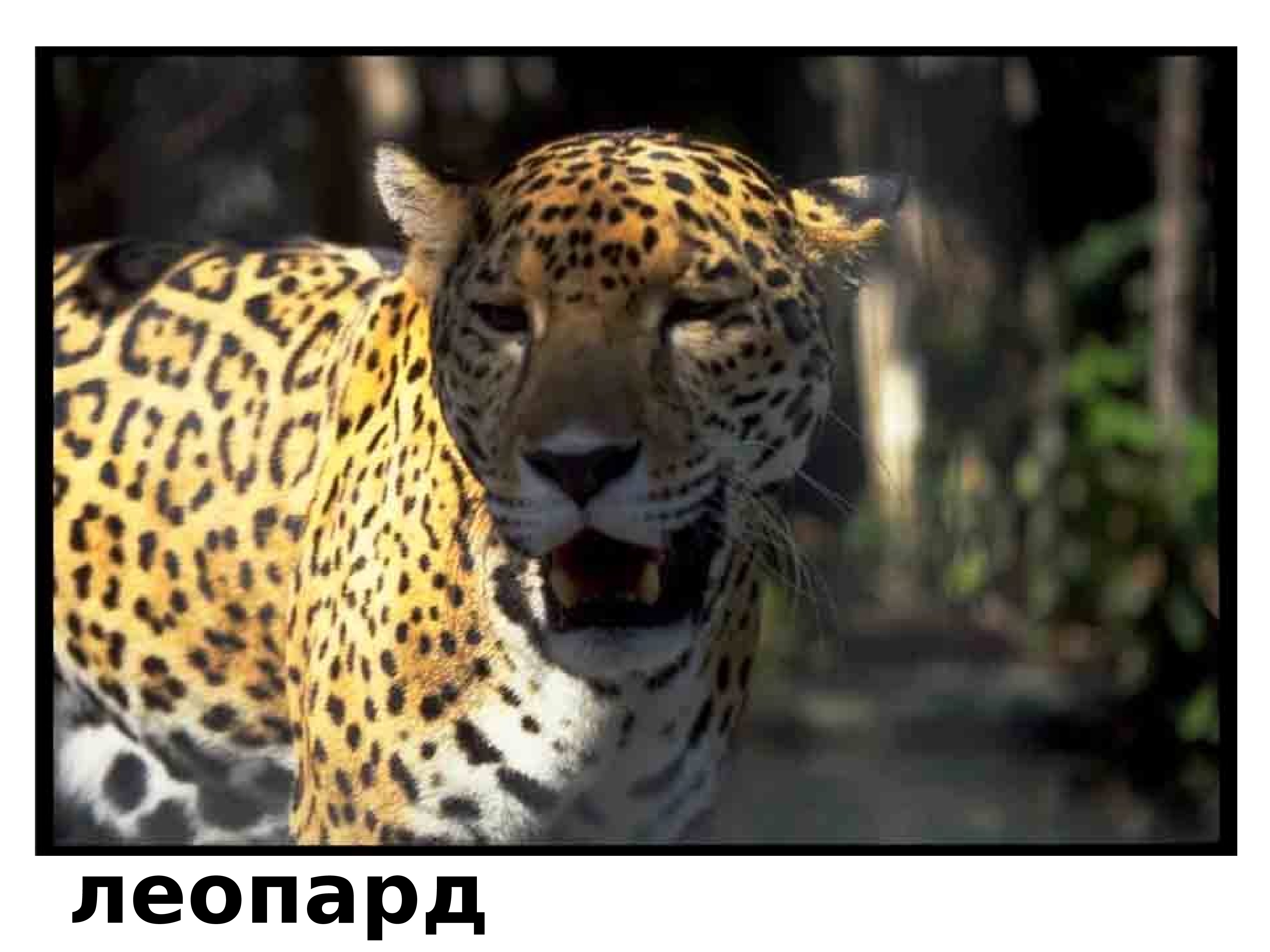 Животные Евразии Фото