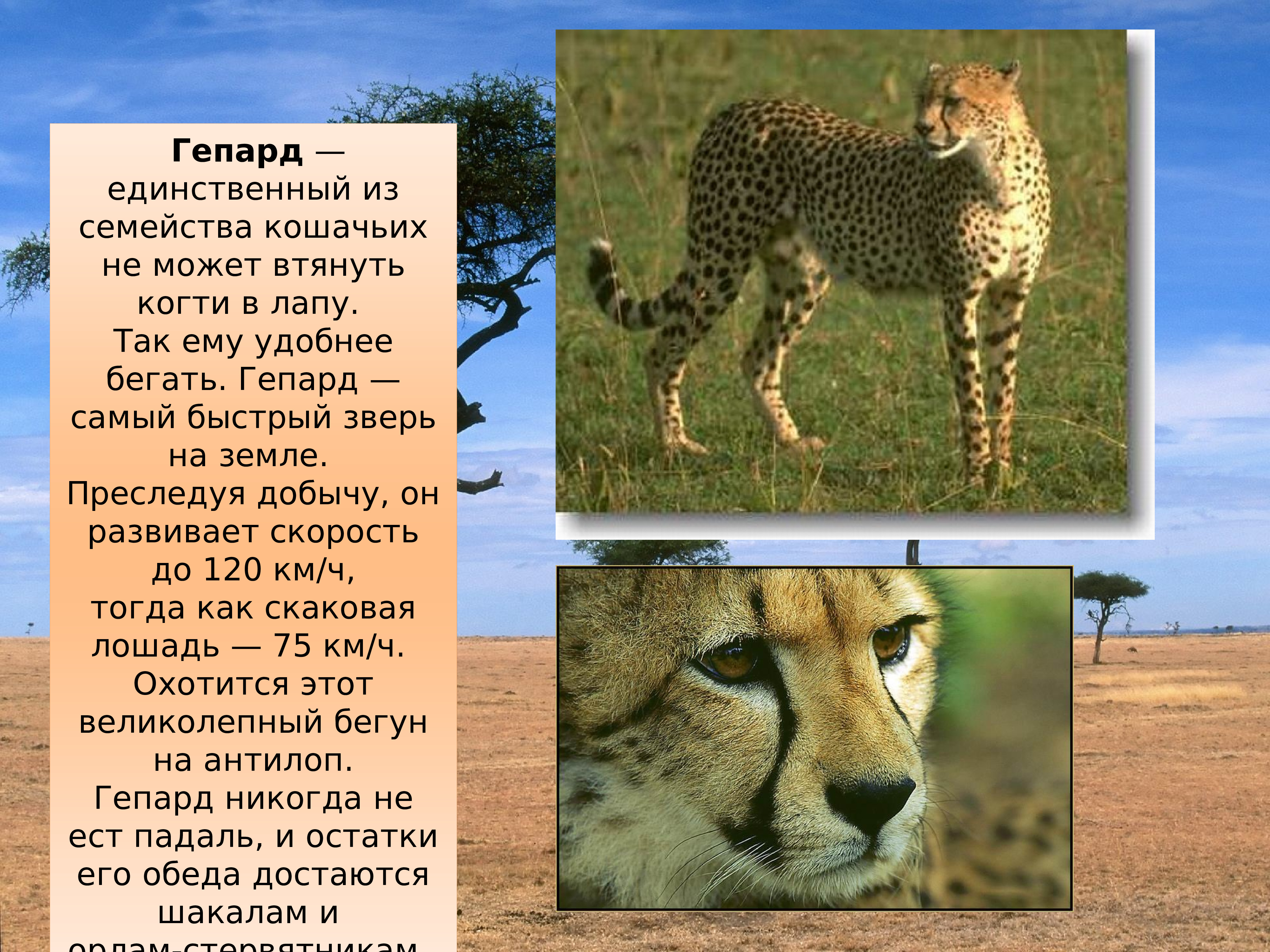 Африканские животные презентация