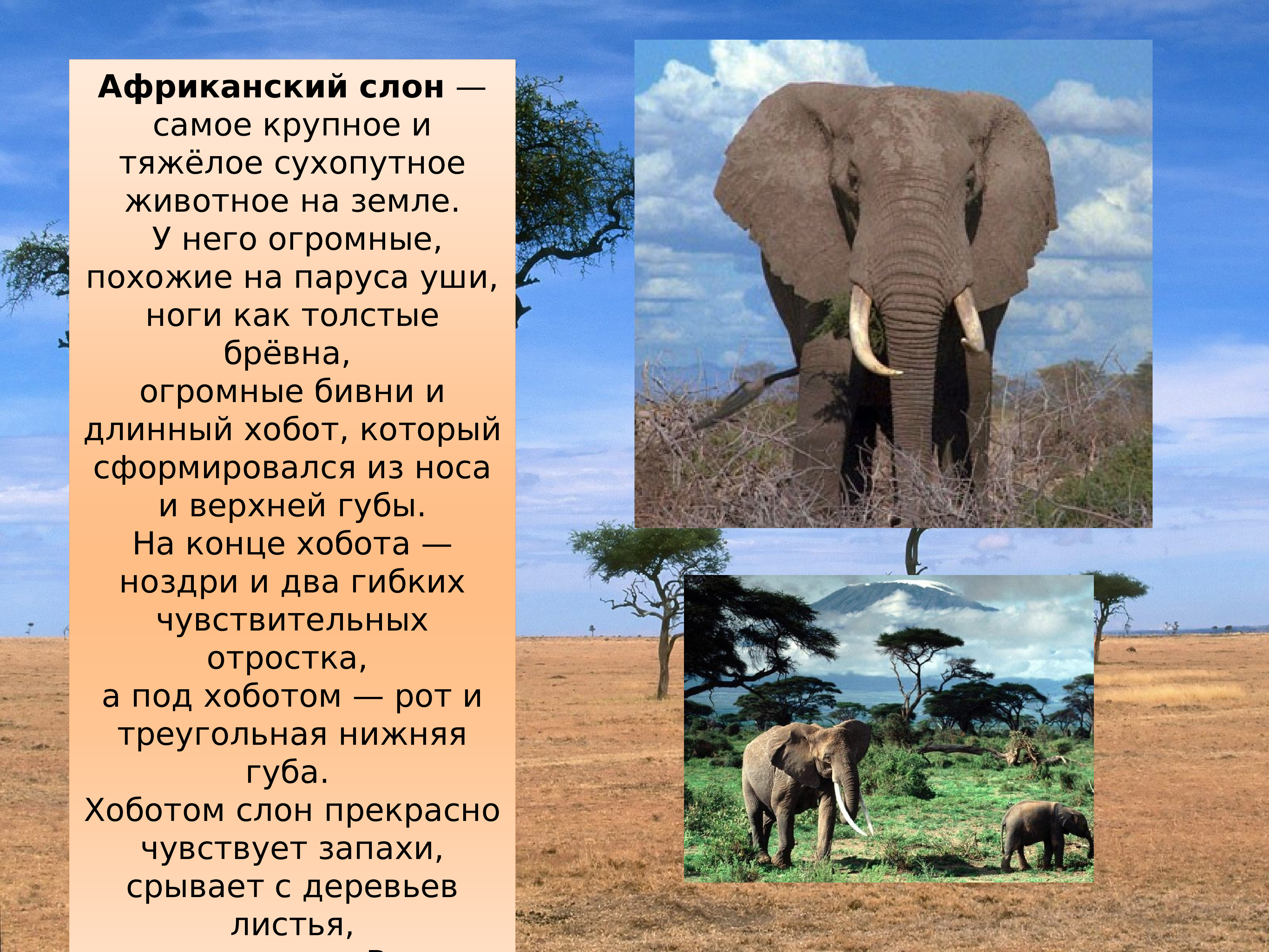 Рассказ про животных Африки