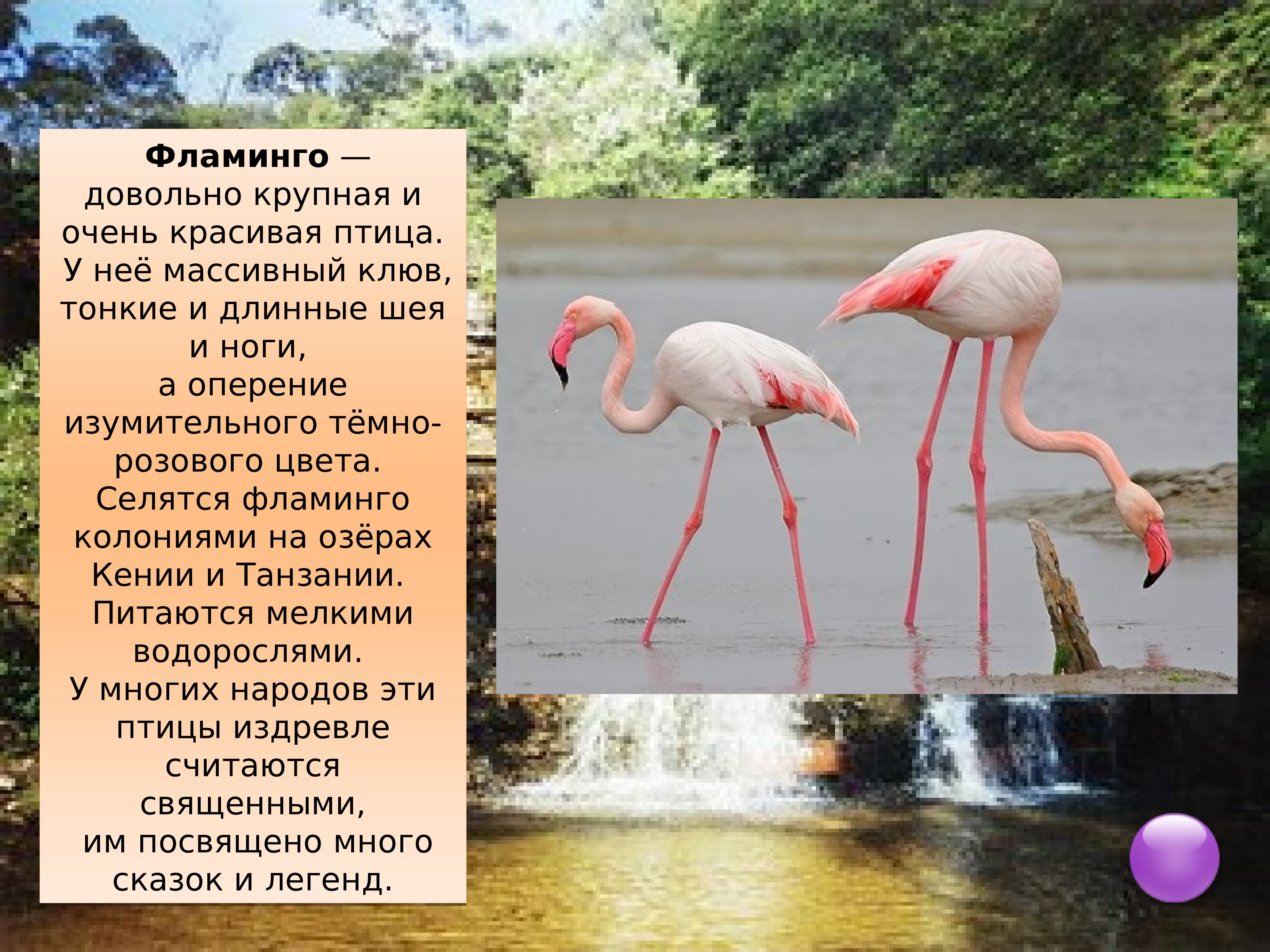 Фламинго сообщение. Сообщение о Фламинго. Розовый Фламинго описание. Краткая информация о Фламинго. Фламинго презентация.