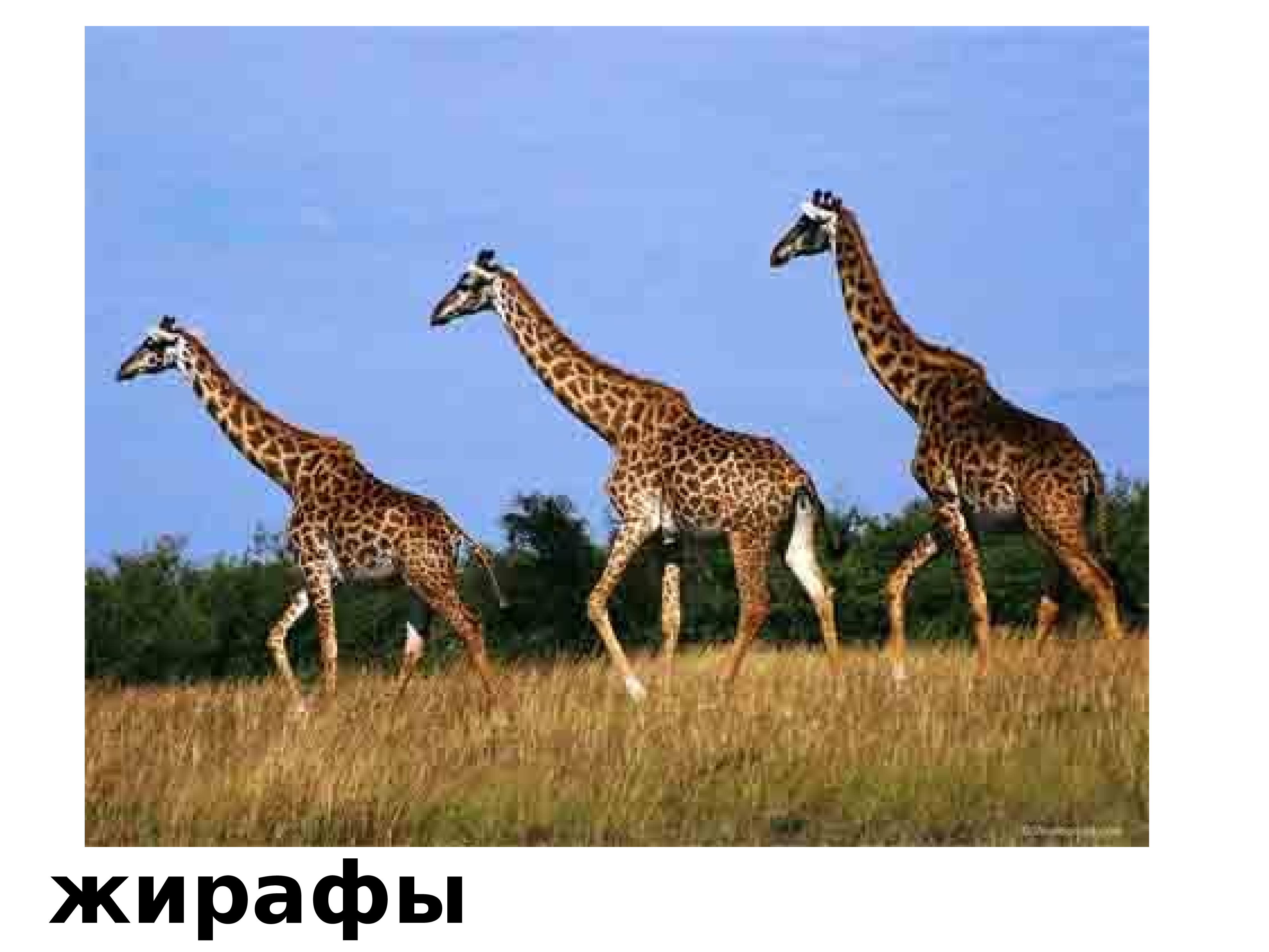 Кто живет в африке животные. Giraffa Giraffa животные. Жирафы в Африке. Мир животных. Животные Африки Жираф.