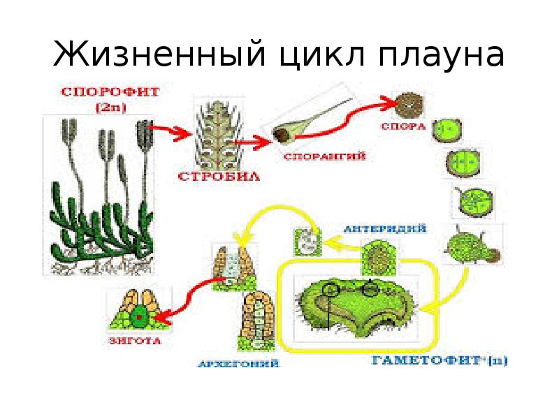 Хвощ жизненный цикл