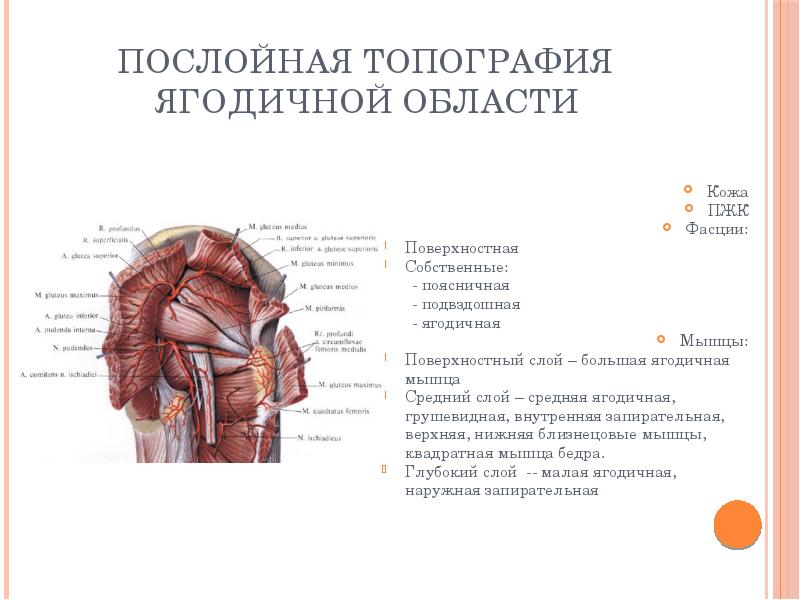 Топографическая анатомия картинки