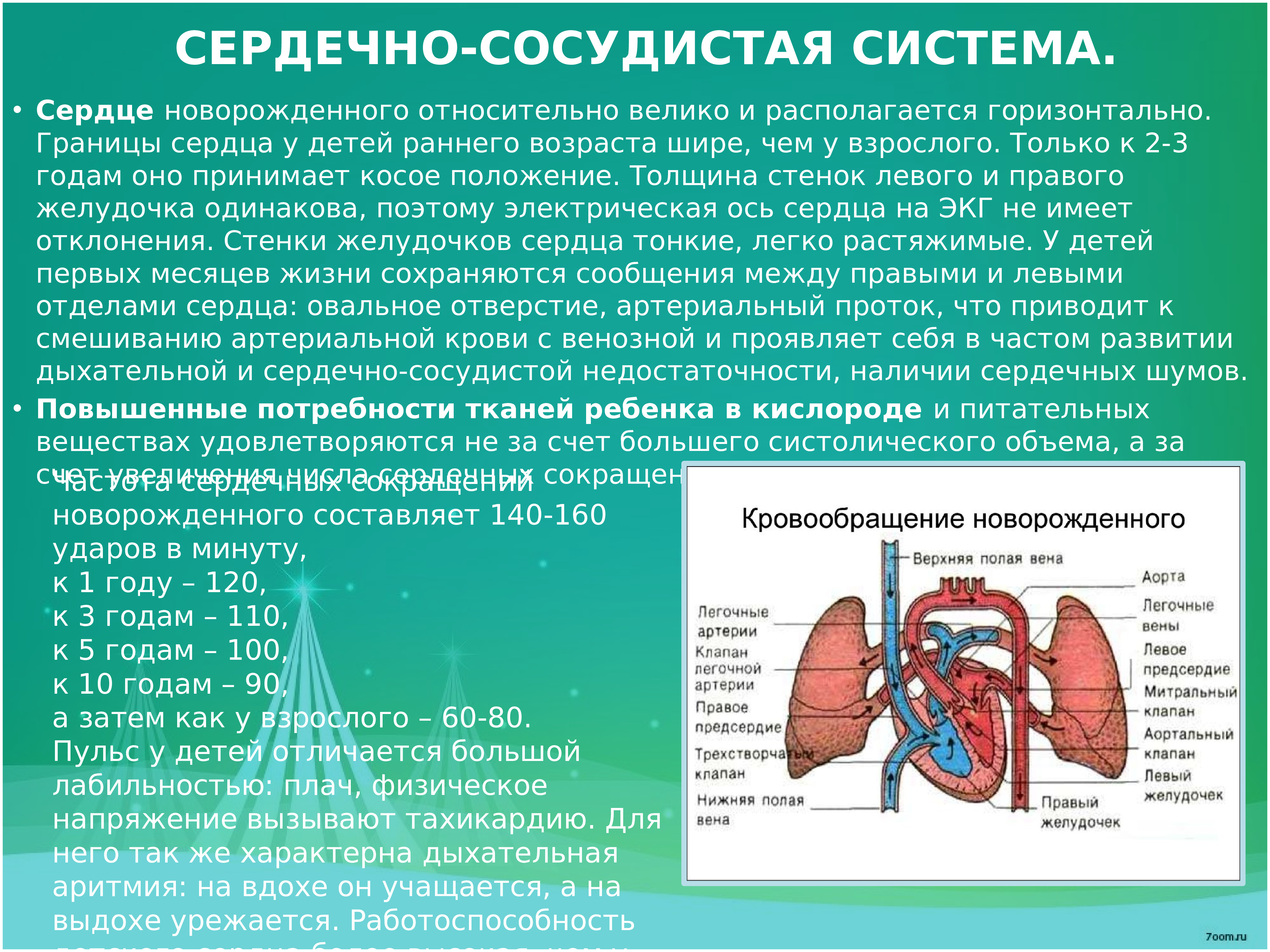 Сердце новорожденного. Положение сердца у новорожденного. Расположение сердца у новорожденного.