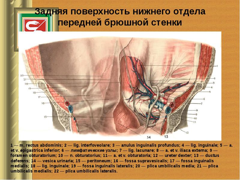 Топографическая анатомия передней брюшной стенки живота презентация