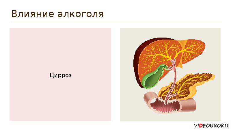 Влияние 4. Влияние пиццы на организм человека. Главные органы, на которые воздействует алкоголь?. Железа вырабатывающая никотин в организме человека. Фон для презентации действие алкоголя на почки.