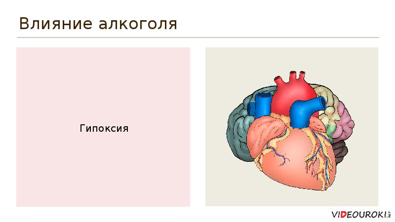 Влияние алкоголя и никотина на здоровье человека презентация