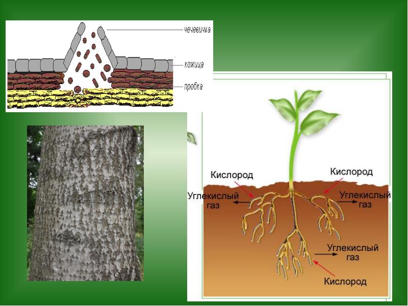 Биология 6 класс дыхание растений и обмен веществ 6 класс презентация