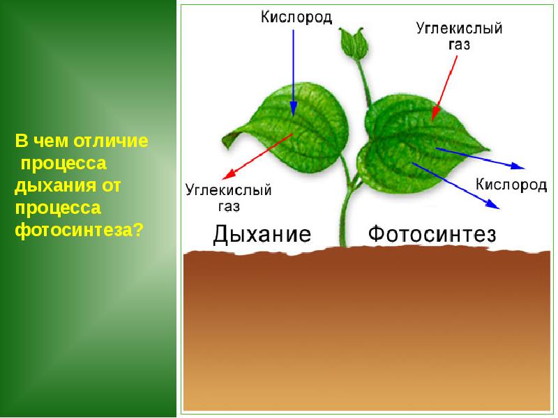 Фотосинтез растений 6 класс схема