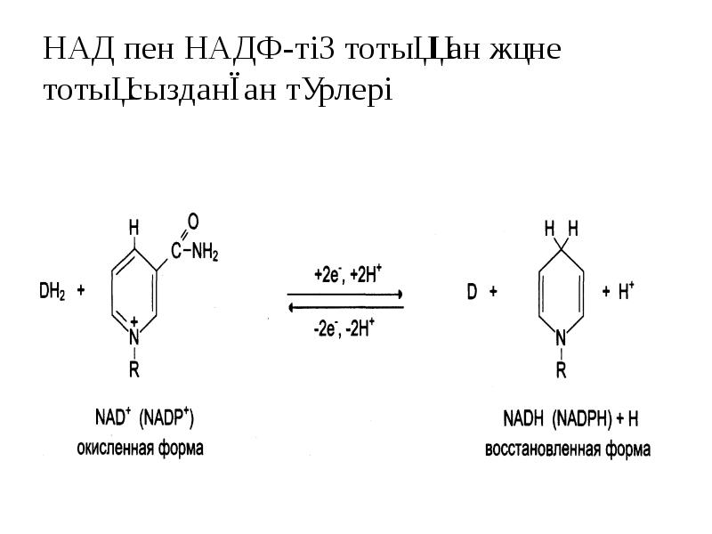 Атф и надфн. Надн2.