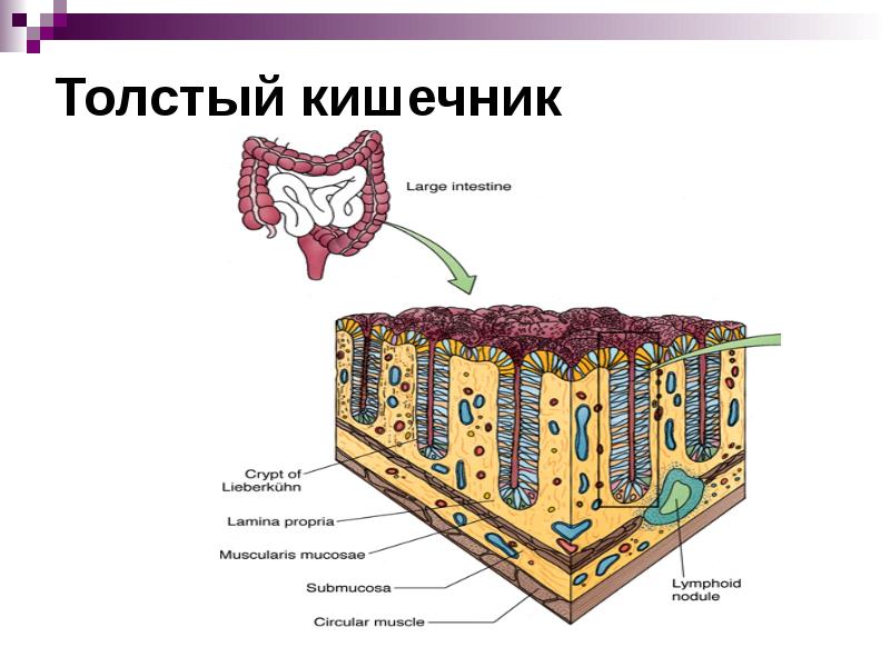 Пищеварительная система презентация гистология