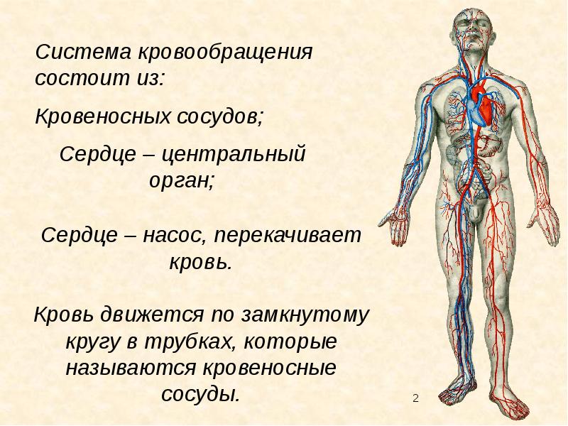 Перечисли органы кровообращения