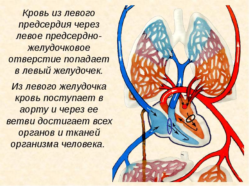 Из желудочков кровь выходит. Кровь из левого желудочка поступает:. Кровь в аорту попадает из:. Из желудочков кровь поступает в.