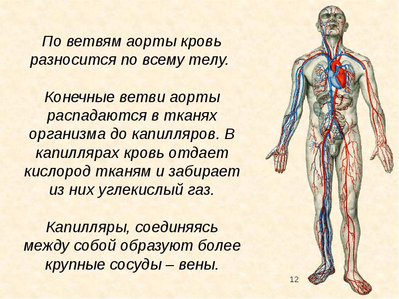 Конечные ветви. Конечные ветви аорты. Конечные ветви брюшной аорты. Конечные ветви брюшной аорты анатомия. Конечными ветвями брюшной аорты являются.