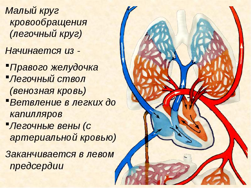 Сердце круг кровообращения рисунок