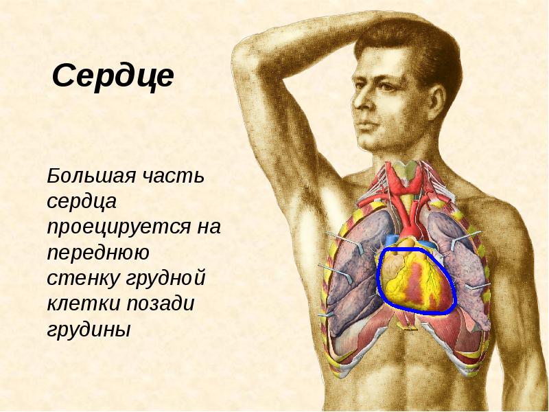 Сердце находится с левой стороны