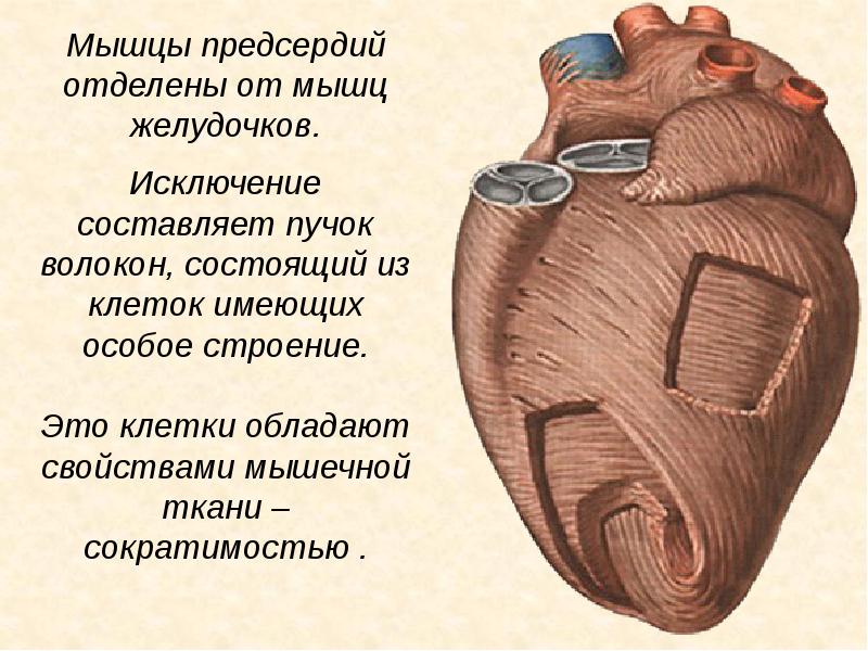 сердечки куриные троекурово. мышцы желудочков сердца. миокард предсердий образован. желудки цб "куриное царство" замороз. мышечные желудки куриные.