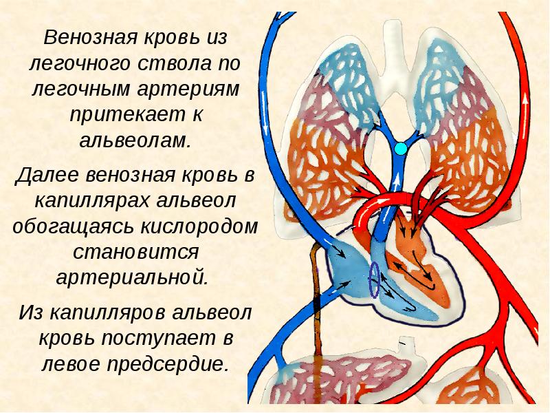 Система кровообращения. Кровообращение презентация. Дыхание и кровообращение 3 класс. Дыхание и кровообращение 3 класс презентация школа России.