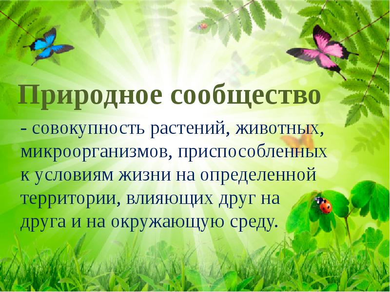 Проект про окружающий мир. Природные сообщества. Природные сообщества растений. Природные сообщества 3 класс. Что такое природное сообщество кратко.