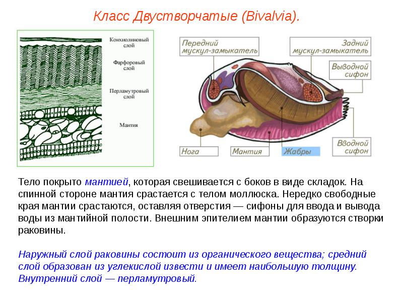 Двустворчатые моллюски презентация