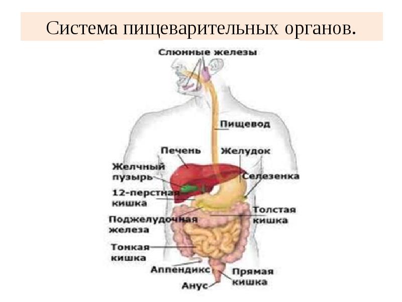 Системы жизнедеятельности человека презентация