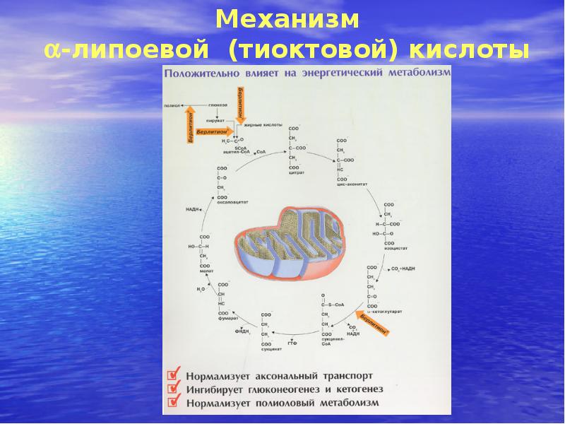 Тиоктовая при нейропатии. Механизм действия тиоктовой кислоты. Тиоктовая кислота механизм действия.